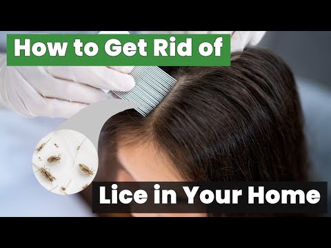 How to Get Rid of Lice in Your Home Fast and Effectively