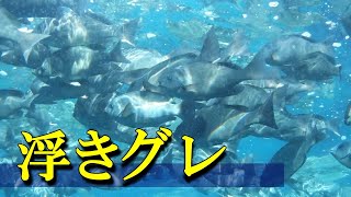 【 メジナ 】 水面の浮きグレ　Girella punctata