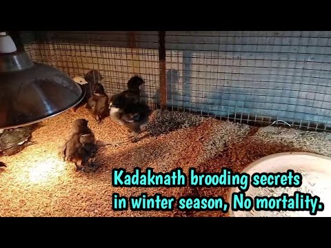 Secret of Winter brooding of Kadaknath Chicks // Less mortality and fast growth//