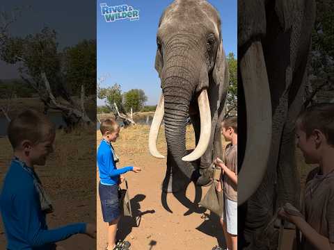 HOW TO FEED AN ELEPHANT! 🍿🐘