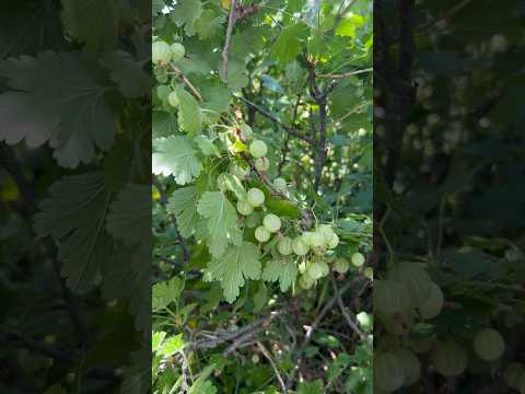 Today on the Homestead: Check Out These Cool Gooseberries! | Unique Colorado Garden Find #shorts