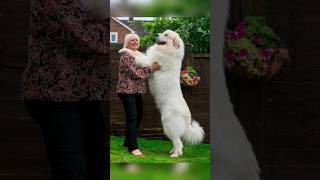 Great Pyrenees Dog Information with price,#dogpricelist #doginformation #dog