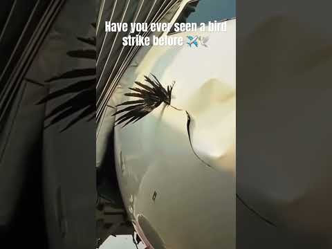 Airplane bird strike ✈️🕊️ #airplane #aviation #flight ht