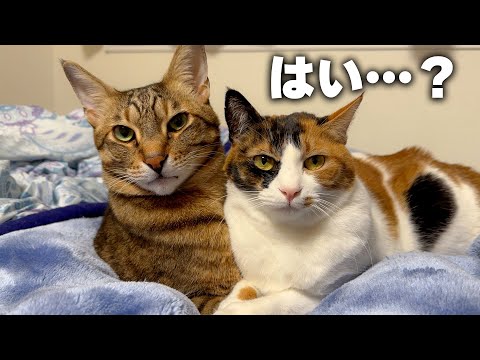 どうやら家に新しい猫が増えたらしい。