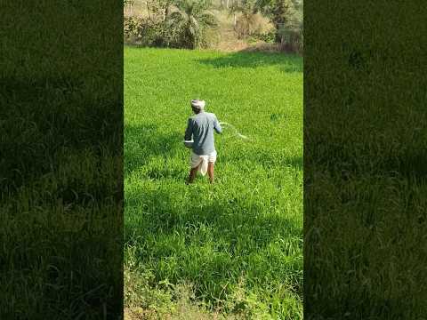 farming lovers 🌱♥️🌿 | Agriculture Life | #shorts #shortvideo #farmers #farminglover #shortsviral