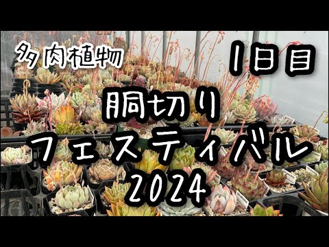 【多肉植物】胴切りフェスティバル2024！1日目 2024.03.15