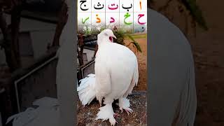 🕋🕋#pigeon #pigeonfan #bird #kabutar #pigeonloves #birdspecies #pigeonwings #pigeonbird #kabootar