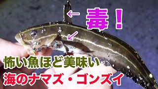 【毒の一撃は要注意】今が旬のゴンズイは怖いより美味い。