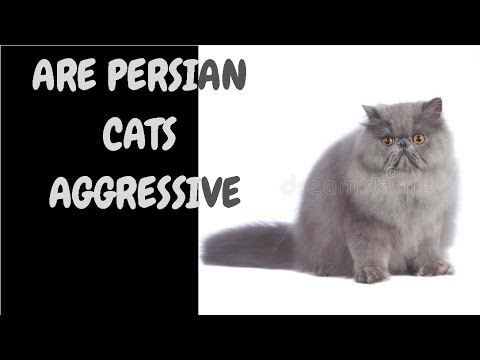 Are Persian Cats Aggressive