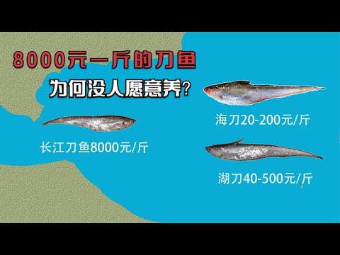 两极分化的“刀鱼”：野生的8000元一斤，养殖的80元一斤没人要！