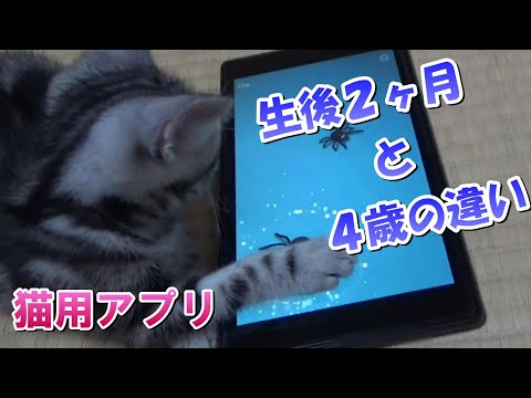 猫の成長　生後２ヶ月と４歳の違い　猫用アプリゲーム「Cat Alone 2」