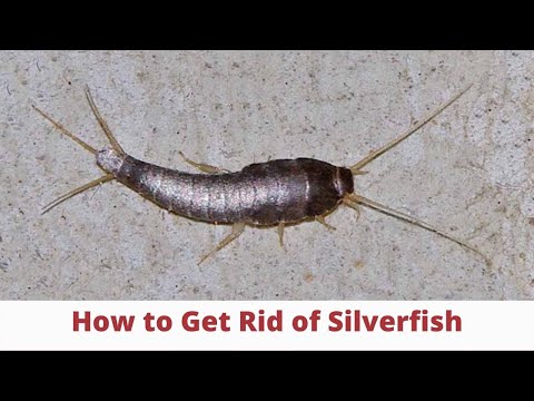 Silverfish: How To Get Rid of Them & Prevent an Infestation (3 Easy Step) | The Guardians Choice