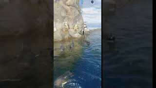 「えのすい」のペンギンさん。