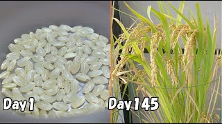 How to grow rice from store-bought brown rice