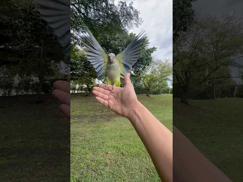 ⚠️ Training Quaker Parrots Birds Lovers #wbjadventures #parrot #quakerparrots #parrots