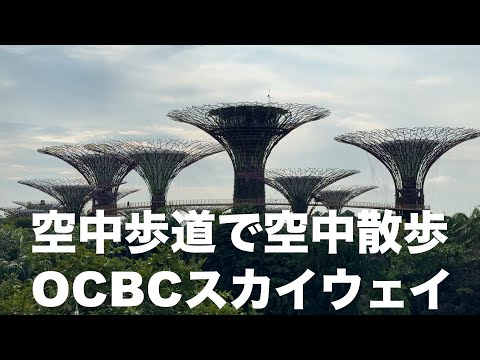 シンガポールに来たら絶対行きたい❗️OCBCスカイウェイの空中散歩♪