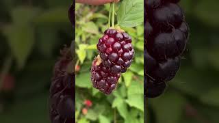 Hundreds of boysenberries on one plant #garden #food #gardentotable #foodismedicine #boysenberry#