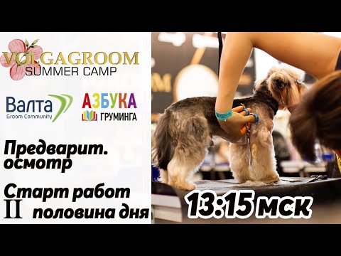 Пэт-груминг: вторая половина дня. VolgaGroom