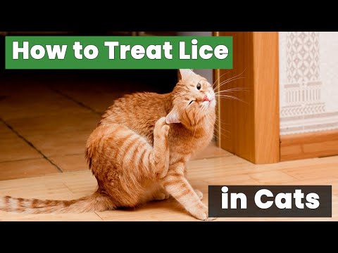 How to Treat Lice in Cats – The Ultimate Guide Every Pet Owner Needs!