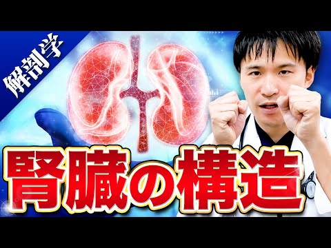 【進級試験CBT対策】動画を見るだけ!!腎臓をカンタンに暗記できる裏技を詰め込みました。【医学部解剖学】