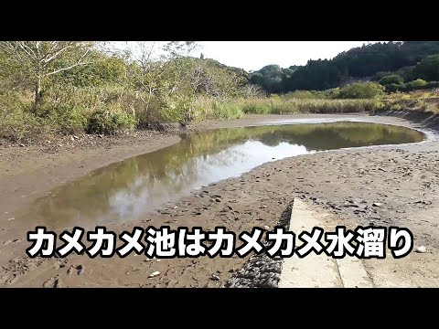 今日のカメカメ池【2024年10月30日】