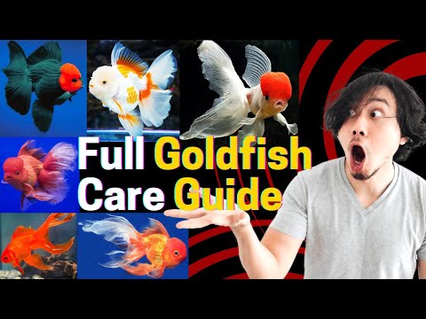 Full Goldfish Care Guide 🐠 Fantails & Orandas in Action!