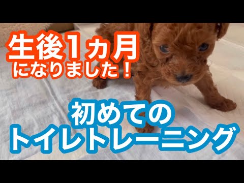 生後1ヵ月【ティーカッププードル】初めてトイレトレーニングしてみた