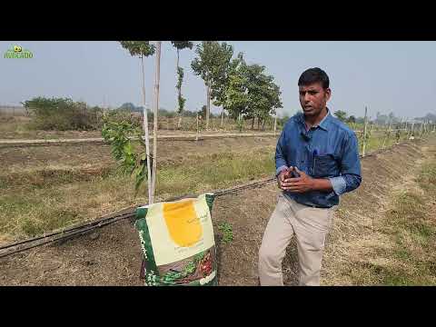 Why to apply BioChar in Avocado Plantation | +91-6268643227 | Indo Israel Avocado Vlog 161