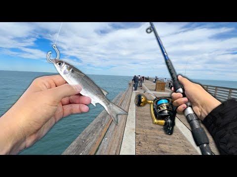 Fishing a LIVE BAITFISH off the Pier and Caught THIS! (Catch and Cook)