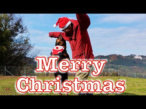 [Rottweiler] Merry Christmas with Gonzo-kun