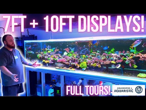 2 Incredibe Display Tanks - SPS and Gonipora Galore!