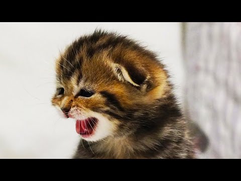 Mom Cat Meowing and Talking for her Cute Kittens | Generation "O"