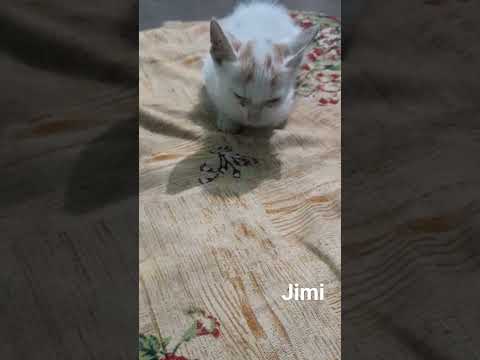 Our Cute #Jimi felt fear because her Mother and siblings left her alone #kitte