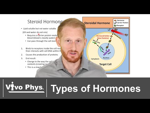 Types of Hormones