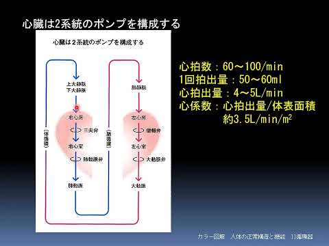 「臨床病態学：心臓・血管の構造、機能より」検査技術科学専攻　教授　横山知行