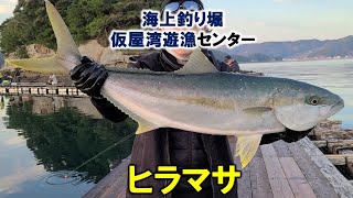 【海上釣堀】仮屋湾遊漁センターでヒラマサ釣り　釣り堀ニキ