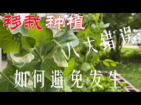 【渔耕笔记】菜苗猝倒休克灼伤？常见八大移栽种植错误及如何避免