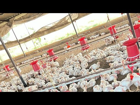 poultry farm SLS Farming  farm is live