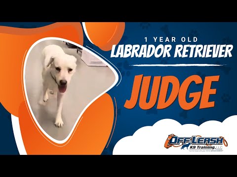 Labrador Retriever, 1 Year Old, Judge | Two Week BNT| Best Dog Trainers Northern VA |  Off Leash K9