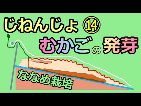 【楽々】波板自然薯ななめ栽培⑭ むかご発芽のようす 無農薬 半自給自足