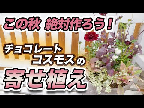 【秋イチオシ！】色も香りもチョコレート！シックで可愛い寄せ植えを作りました♪【初心者向け】【ガーデニング】【園芸チャンネル】