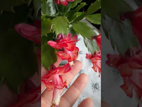 My Christmas cactus#youtubeshorts #shortsvideo