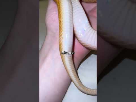 How do snakes poop?