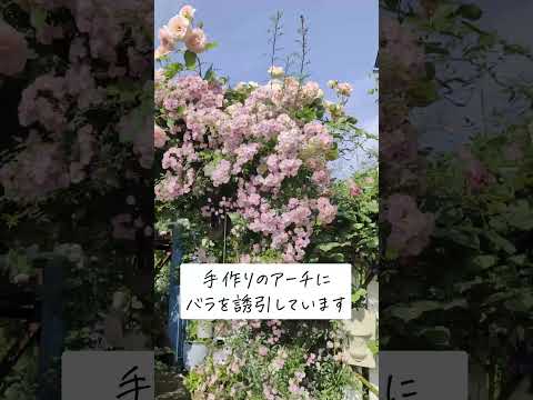 🕊Garden Tour🕊97：手作りの展望デッキで上からガーデンを眺めることができる、バラ園にはない凝縮した空間が魅力のお庭#shorts