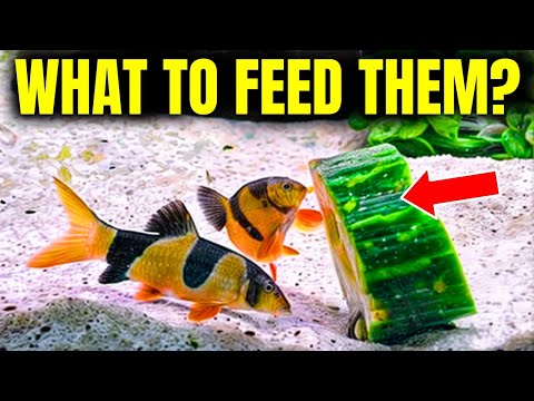 Top 5 Vegetables For Fish You MUST Try