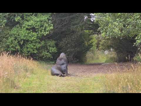 SEA LION WANDERING IN THE BUSH