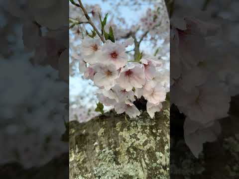 #さくら #桜 綺麗でした！