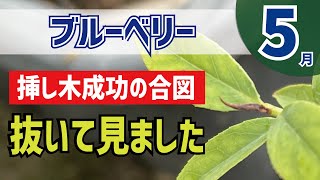 ブルーベリー栽培　ブラックチップ！挿し木に成功の合図が出てきました。こんなに早く発根するの？？