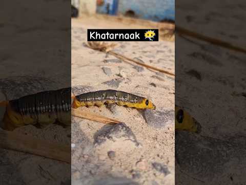 Khtarnaak jaanwar hai 🥴😰| #trending #viralvideo #youtubeshorts #creature #shorts