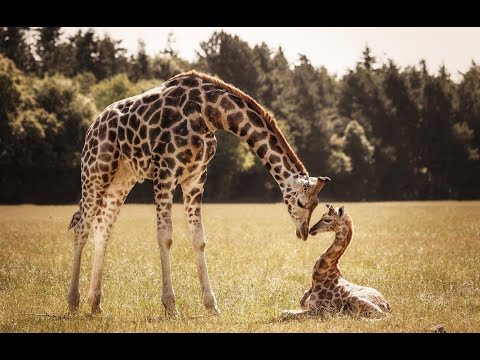 🐼🐨🐯 Wild moms and babies 🦁🐒🦓